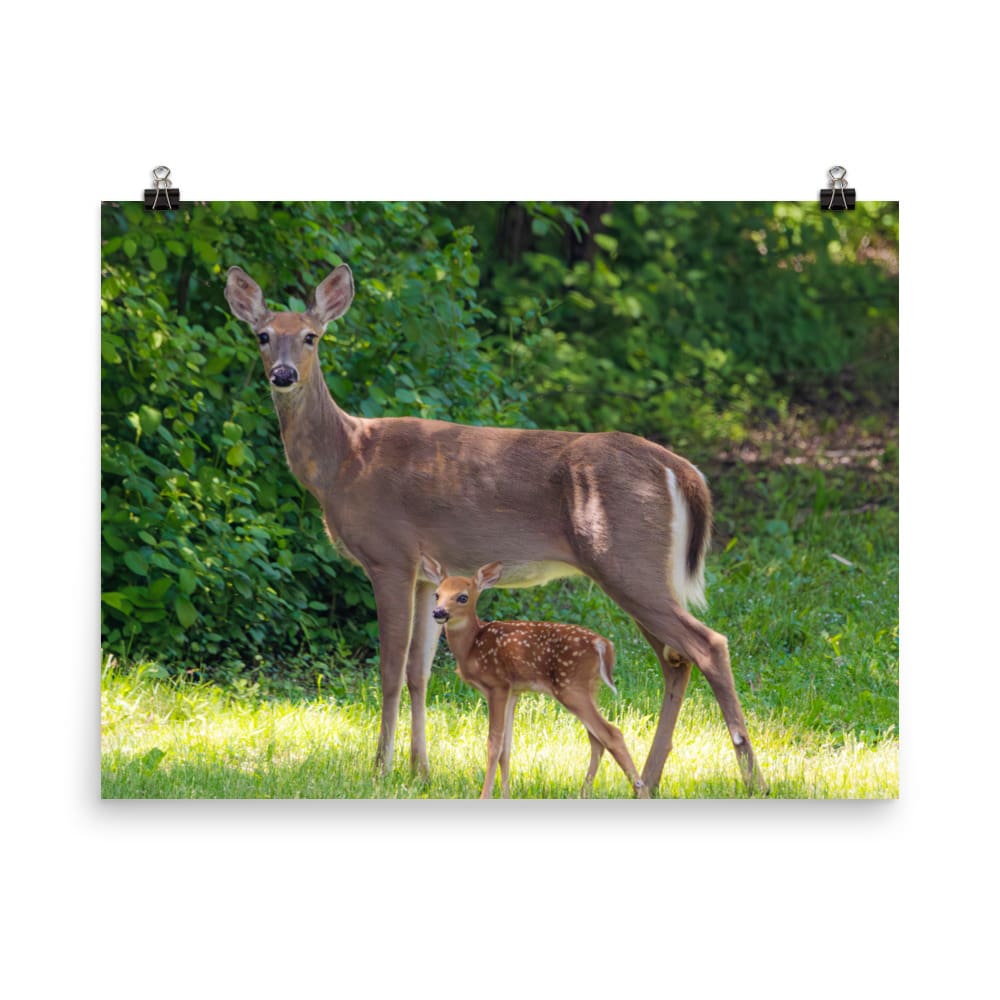 Doe and Young Fawn in Spring – Enhanced Matte Poster / Print (Deer) 18×24