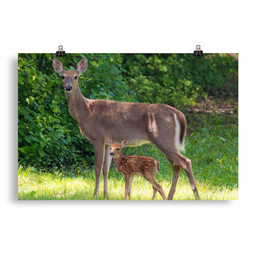 Doe and Young Fawn in Spring – Enhanced Matte Poster / Print (Deer) 20″×30″