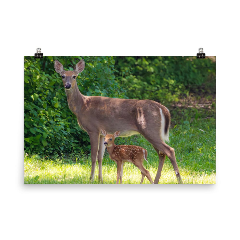 Doe and Young Fawn in Spring – Enhanced Matte Poster / Print (Deer) 24×36