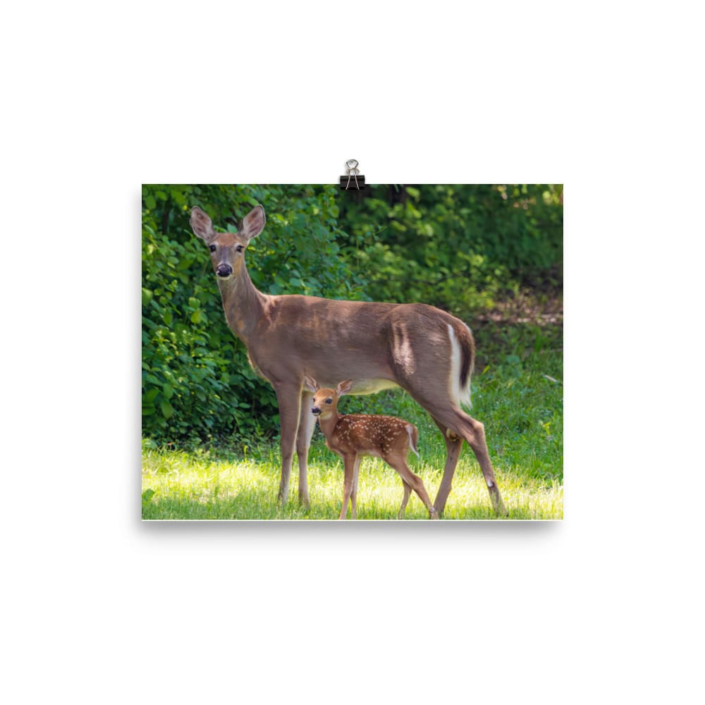 Doe and Young Fawn in Spring – Enhanced Matte Poster / Print (Deer) 8×10