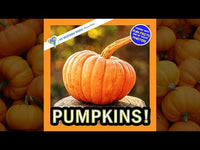 Pumpkins! A My Incredible World Picture Book for Children