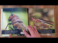 Grasshoppers! A My Incredible World Picture Book for Children