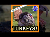 Turkeys! A My Incredible World Picture Book for Children